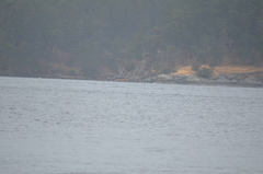 Orcinus orca
