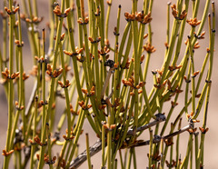 Ephedra viridis