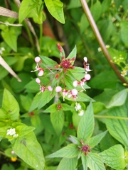 Lopezia racemosa