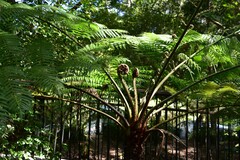 Cyathea cooperi