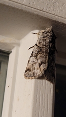 Sympistis chionanthi