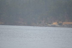 Orcinus orca