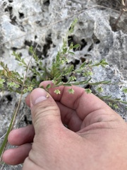 Phyllanthus polygonoides