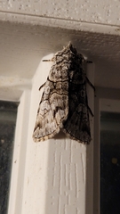 Sympistis chionanthi