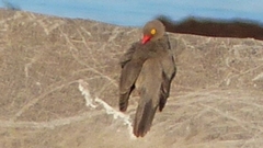 Buphagus erythrorynchus
