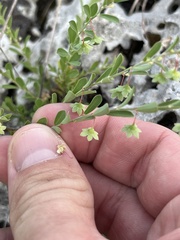 Phyllanthus polygonoides