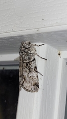 Sympistis chionanthi