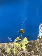 Rudbeckia laciniata
