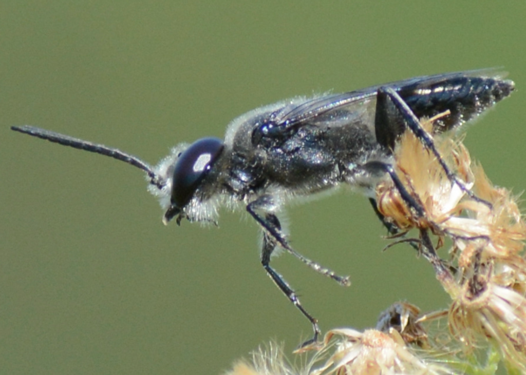 Astata from Northwest Raleigh, Raleigh, NC, USA on September 22, 2022 ...