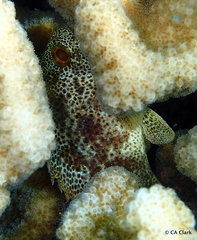 Sebastapistes coniorta