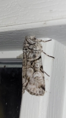 Sympistis chionanthi