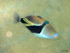 Rhinecanthus rectangulus