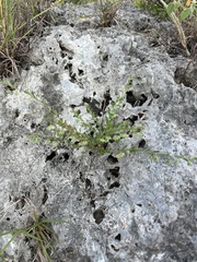 Phyllanthus polygonoides