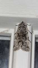 Sympistis chionanthi