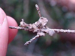 Pseudocyphellaria mallota