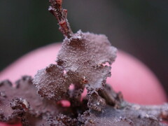 Pseudocyphellaria mallota