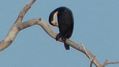 Phalacrocorax carbo