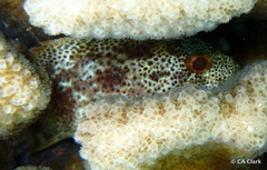 Sebastapistes coniorta