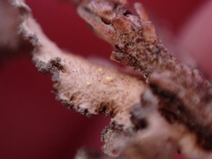 Pseudocyphellaria mallota