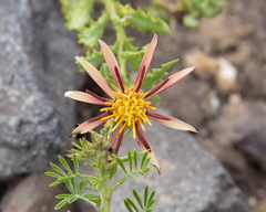 Mutisia sinuata