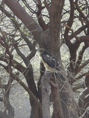 Accipiter melanoleucus