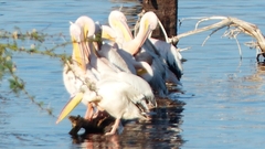 Pelecanus onocrotalus