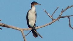Phalacrocorax carbo