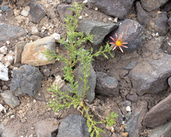 Mutisia sinuata