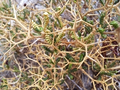 Sarcopoterium spinosum
