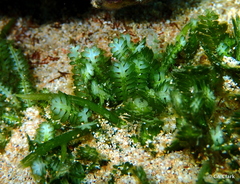 Caulerpa