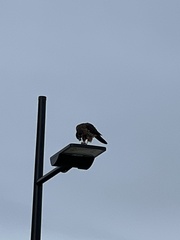 Falco novaeseelandiae