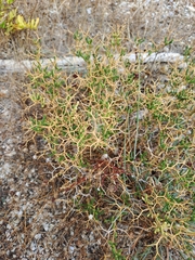 Sarcopoterium spinosum