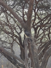 Accipiter melanoleucus
