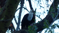 Haliaeetus vocifer