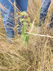 Monarda fistulosa
