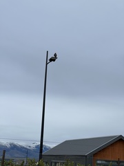 Falco novaeseelandiae