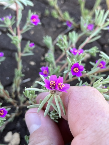 Portulaca pilosa