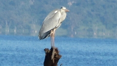 Ardea cinerea