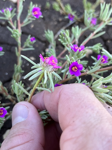 Portulaca pilosa