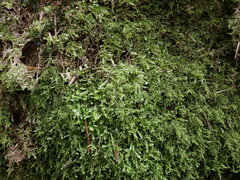 Pseudotaxiphyllum elegans