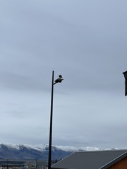 Falco novaeseelandiae
