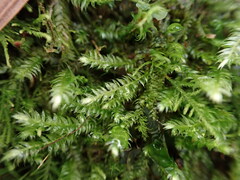 Pseudotaxiphyllum elegans