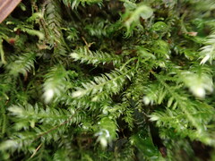 Pseudotaxiphyllum elegans