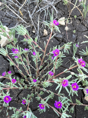 Portulaca pilosa