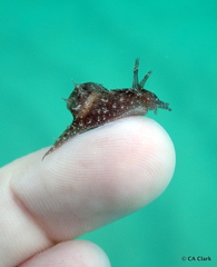 Stylocheilus striatus