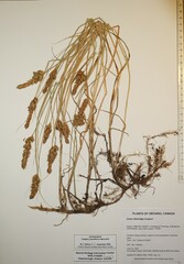 Carex disticha