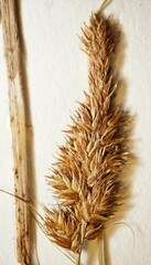 Carex disticha