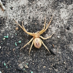 Philodromus aureolus