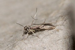 Schreckensteinia erythriella