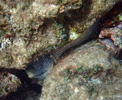 Gymnothorax meleagris